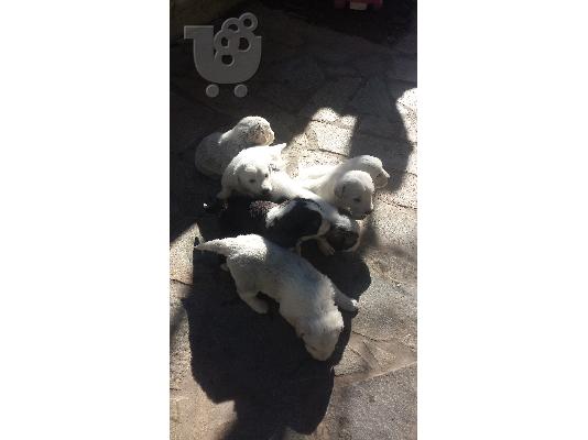 Ασιατικος Ποιμενικος